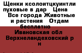 Щенки ксолоитцкуинтли пуховые в дар › Цена ­ 1 - Все города Животные и растения » Отдам бесплатно   . Ивановская обл.,Верхнеландеховский р-н